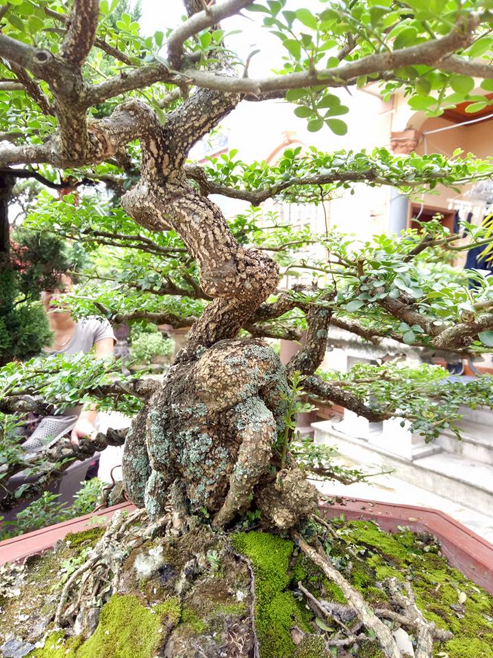 C&acirc;y[-]"cần[-]thăng&rdquo;[-]c&oacute;[-]gi&aacute;[-]ngh&igrave;n[-]đ&ocirc;?